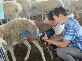 邯郸市临漳县四和肉羊养殖基地产品培训