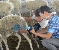 邯郸市临漳县四和肉羊养殖基地产品培训