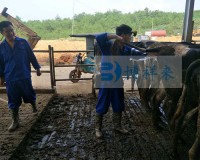 江华温氏乳业有限公司进口牛用B超培训现场