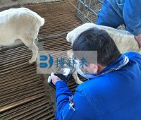 新乡市辉县市鑫垚农场羊用B超BXL-M2检测现场