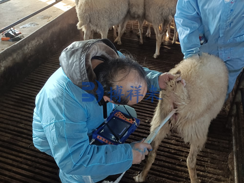 羊用B超机直肠检测母羊胎龄
