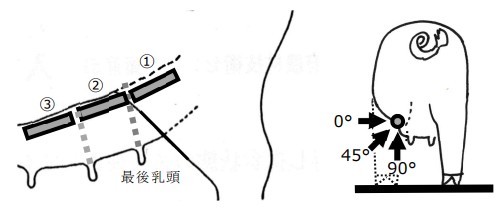 猪用B超机超声检测位置