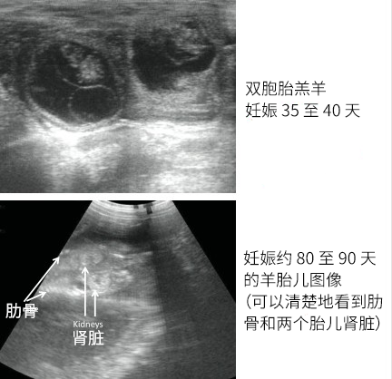 双胎母羊超声图像