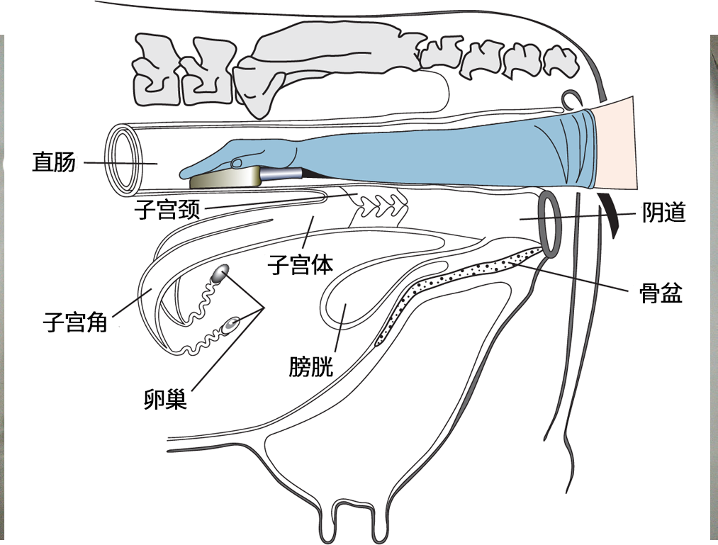 B超机探头在牛直肠中的位置