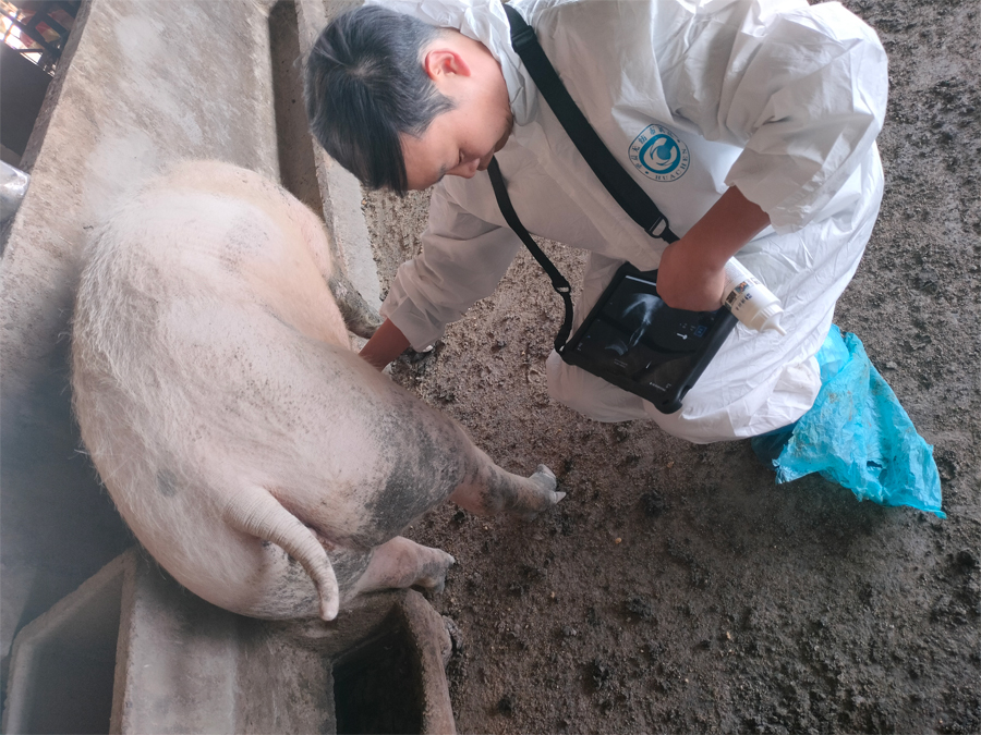 智能猪卵泡测定仪