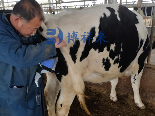 牛用B超机测奶牛子宫复旧
