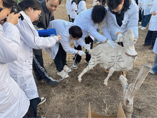 高清羊用B超机双胎检测