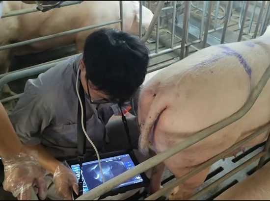 博祥来猪用B超机BXL-V80